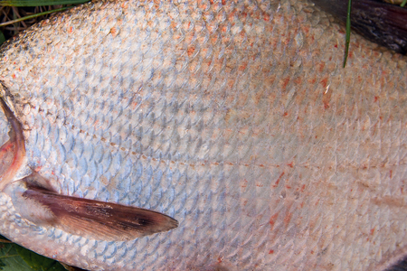 Close up view of the freshwater common bream fish just taken from the water. Catching fish - common bream. Common bream fish scales as natural background.の写真素材