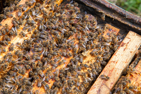 Frames of a beehive. Close up view of the opened hive body showing the frames populated by honey...
