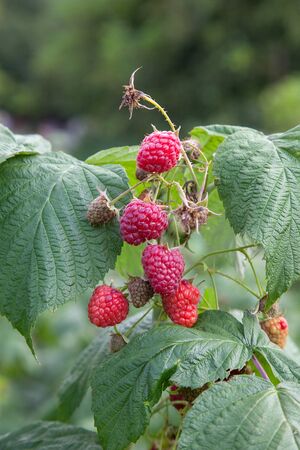Lots of red ripe raspberries on a bush. Close up of fresh organic berries with green leaves on...