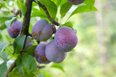 Ripe plums hanging from a tree branch ready to be harvested. Ripe plums on a tree branch in the orchard. View of fresh organic fruits with green leaves on plum tree branch in the fruit garden.の写真素材
