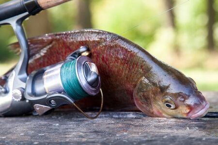 Fishing concept, trophy catch - close up view of just taken from the water big freshwater common...