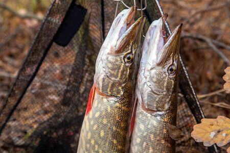 Fishing concept, trophy catch - big freshwater pike fish know as Esox Lucius just taken from the water on fish stringer. Two freshwater Northern pikes fish and fishing equipment on yellow leaves at autumn time.の写真素材