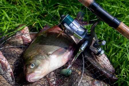 Good catch. Close up view of just taken from the water big freshwater common breams known as bronze...