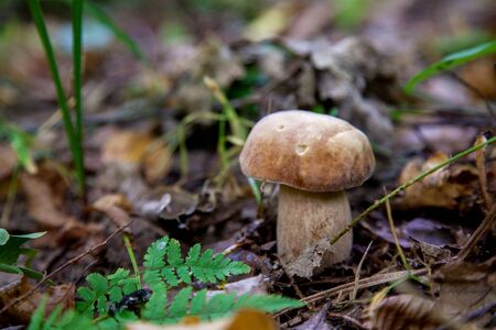 Boletus edulis (cep, penny bun, porcino or king bolete, usually called porcini mushroom) grows on the forest floor among moss and dry fallen leaves at autumn season.の写真素材