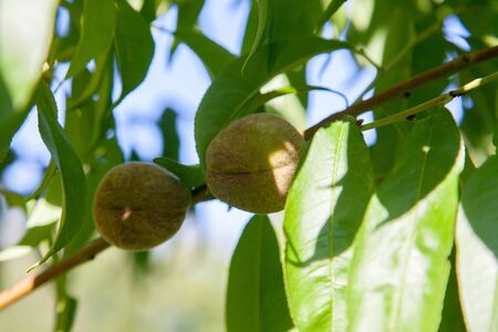 Small peaches ripening on tree branch. Close up view of peaches grow on peach tree branch with leaves under sunlight.の写真素材