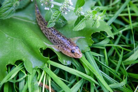 Freshwater bullhead fish or round goby fish known as Neogobius melanostomus and Neogobius...
