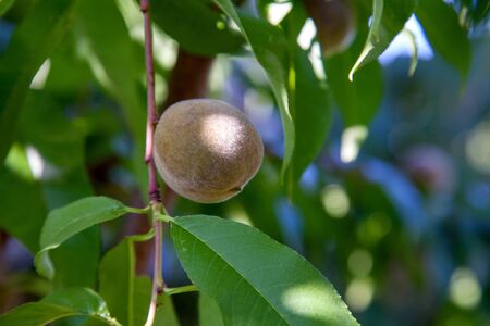 Small peaches ripening on tree branch. Close up view of peaches grow on peach tree branch with leaves under sunlight.
の写真素材