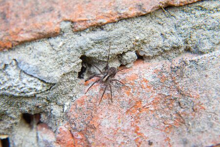 Macro shot of small grey spider on brick background. Tiny / Small little spider landing on vintage brick background.
の写真素材