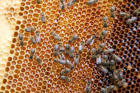 Close up view of the working bees on the honeycomb with sweet honey. Yellow honeycomb just taken from beehive with sweet honey. Bee honey collected in the beautiful yellow honeycomb.
の写真素材