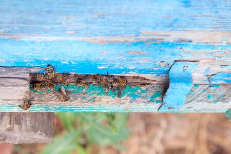 Plenty of bees at the entrance of beehive in apiary. Busy bees, close up view of the swarming bees...