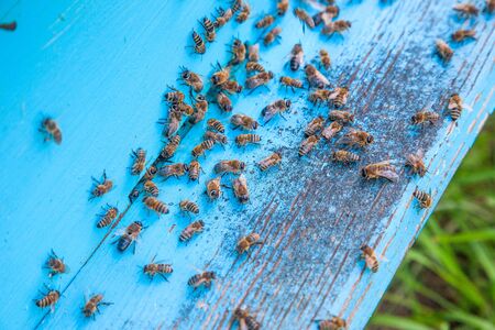 Plenty of bees at the entrance of beehive in apiary. Busy bees, close up view of the swarming bees...