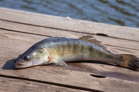 Fishing concept, trophy catch - big freshwater zander fish know as sander lucioperca just taken from...