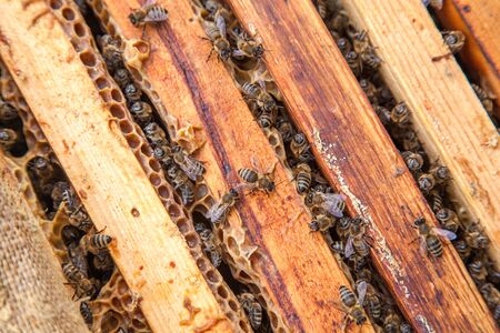 Close up view of the opened beehive body showing the frames populated by honey bees.