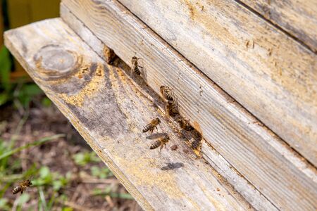 Frames of a beehive. Plenty of bees at the entrance of old beehive in apiary. Busy bees, close up...
