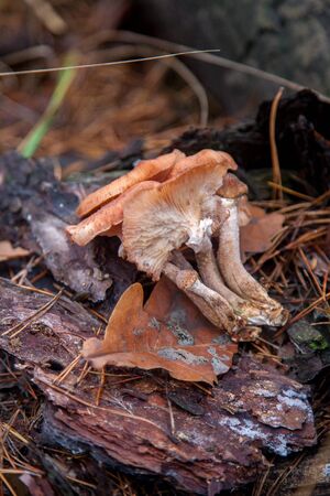 Harvest of edible mushrooms honey agarics known as Armillaria mellea on a wood stump in an autumn coniferous forestの写真素材