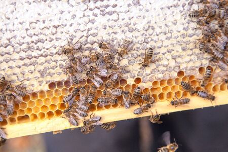 Close up view of the working bees on the honeycomb with sweet honey. Yellow honeycomb just taken from beehive with sweet honey. Bee honey collected in the beautiful yellow honeycomb.
の写真素材