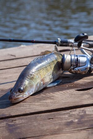 Fishing concept, trophy catch - big freshwater zander fish know as sander lucioperca just taken from...