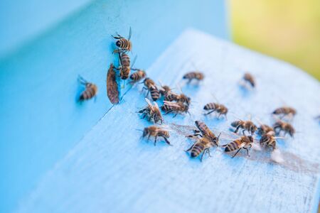 Plenty of bees at the entrance of beehive in apiary. Busy bees, close up view of the swarming bees...