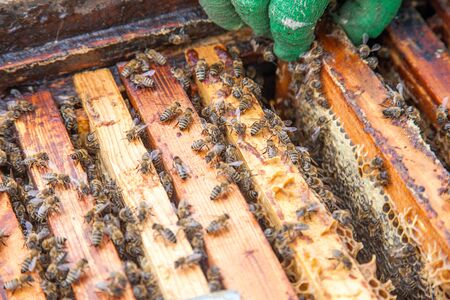 Close up view of the opened beehive body showing the frames populated by honey bees.
の写真素材