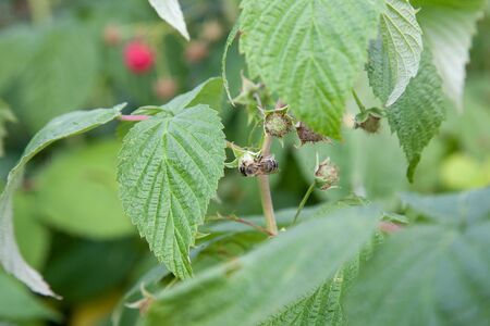 Lots of red ripe raspberries and small working bee on raspberry flower  on a bush. Close up of fresh...