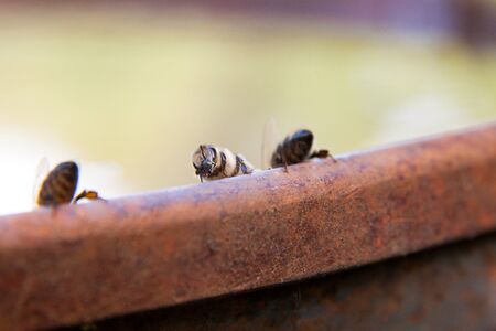 Macro shot of working bee on the brown vintage barrel with water at hot summer day.の写真素材