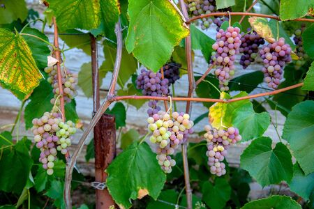 Bunch of grapes with pink and green berries hanging on grapes bush in a vineyard. Close up view of...