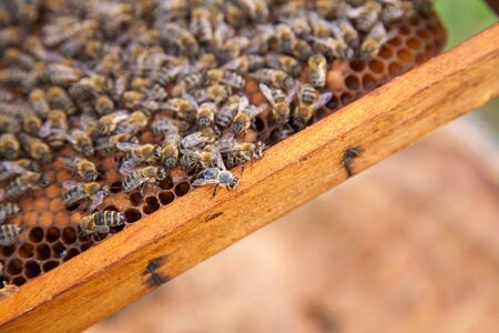 Close up view of the working bees on the honeycomb. Bee honey collected in the beautiful yellow honeycomb just taken from beehive.
の写真素材