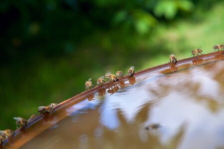 Busy bees, close up view of the working bees. Bees close up showing some animals seat on vintage...
