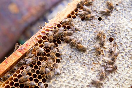 Close up view of the working bees on the honeycomb with sweet honey. Yellow honeycomb just taken from beehive with sweet honey. Bee honey collected in the beautiful yellow honeycomb.
の写真素材