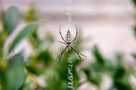 Wasp spider Argiope bruennichi. Orb-web Insect with yellow stripes, web pattern. Large striped yellow and black spider on its web macro. Yellow striped spider outside in nature in her spider web. Argiope bruennichi also called zebra, tiger, silk ribbon, wasp spider in front of blurred background.の写真素材