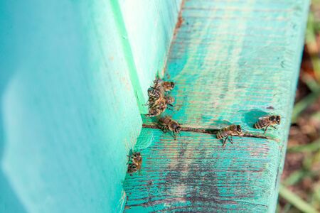 Frames of a beehive. Plenty of bees at the entrance of old beehive in apiary. Busy bees, close up view of the working bees on textured old plank.の写真素材