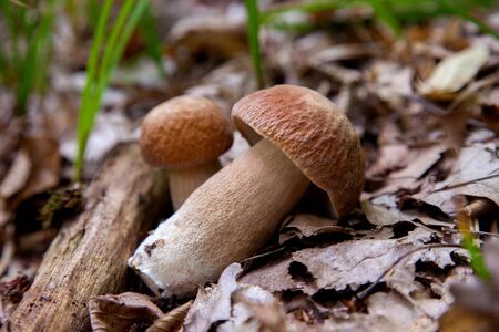 Two boletus edulis mushroom (cep, penny bun, porcino or king bolete, usually called porcini mushroom) grows on the forest floor among moss, green grass and fallen leaves at autumn season.の写真素材