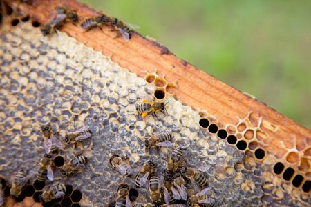 Close up view of the working bees on the honeycomb with sweet honey. Yellow honeycomb just taken from beehive with sweet honey. Bee honey collected in the beautiful yellow honeycomb.
の写真素材