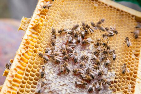 Close up view of the working bees on the honeycomb with sweet honey. Yellow honeycomb just taken from beehive with sweet honey. Bee honey collected in the beautiful yellow honeycomb.
の写真素材