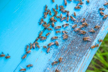 Plenty of bees at the entrance of beehive in apiary. Busy bees, close up view of the swarming bees...