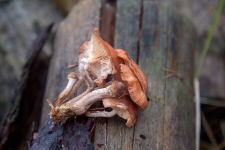 Harvest of edible mushrooms honey agarics known as Armillaria mellea on a wood stump in an autumn...