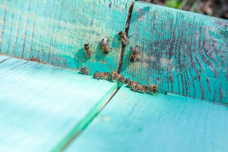 Frames of a beehive. Plenty of bees at the entrance of old beehive in apiary. Busy bees, close up...