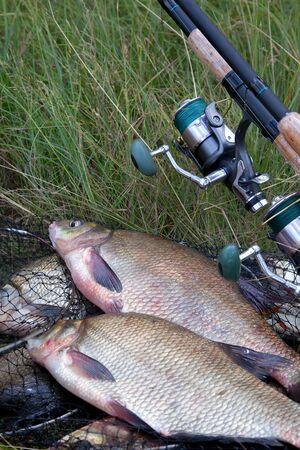 Good catch. Close up view of just taken from the water freshwater common bream known as bronze bream...