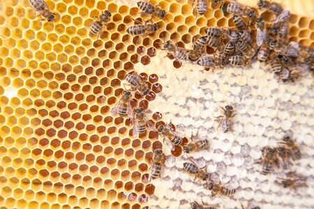 Close up view of the working bees on the honeycomb with sweet honey. Yellow honeycomb just taken from beehive with sweet honey. Bee honey collected in the beautiful yellow honeycomb.
の写真素材