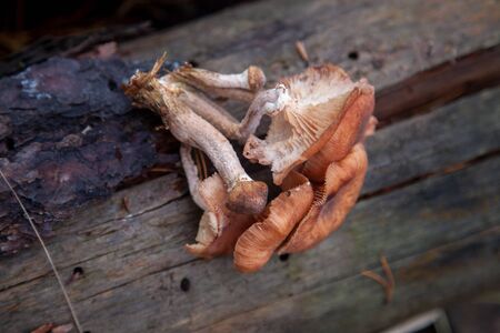 Harvest of edible mushrooms honey agarics known as Armillaria mellea on a wood stump in an autumn coniferous forest
の写真素材