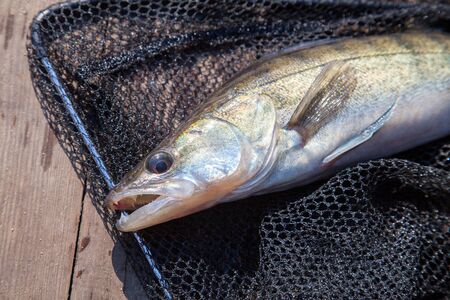 Freshwater zander fish know as sander lucioperca just taken from the water on black fishing net....