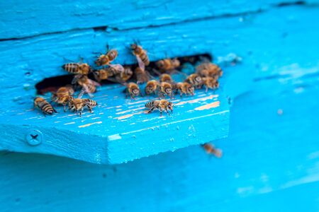 Plenty of bees at the entrance of beehive in apiary. Busy bees, close up view of the swarming bees on blue plank.の写真素材