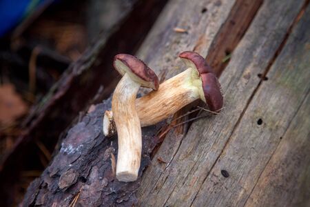 Close up view of boletus badius, imleria badia or bay bolete on old wooden stump in an autumn pine...