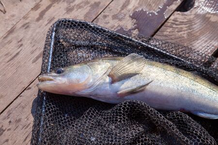 Freshwater zander fish know as sander lucioperca just taken from the water on black fishing net....