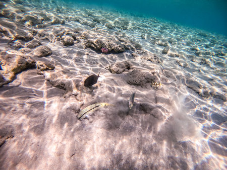 Tropical Forsskal goatfish known as Parupeneus forskali underwater on sand sea bottom at the coral...