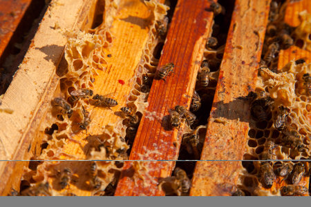 Frames of a beehive. Close up view of the opened hive body showing the frames populated by honey bees.の写真素材