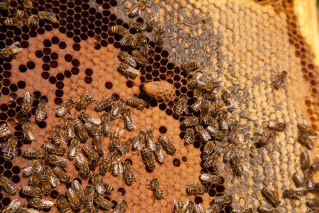 Frames of a beehive. Close up view of big cell with young bee queen. Opened hive body showing the...