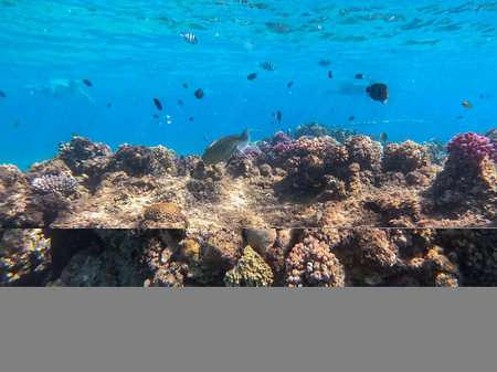 Tropical Naso annulatus fish known as Whitemargin Unicorn fish underwater at the coral reef....