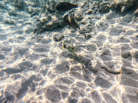 Whitespotted Puffer known as Arothron hispidus underwater at the coral reef. Underwater life of reef with corals and tropical fish. Coral Reef at the Red Sea, Egypt.の写真素材
