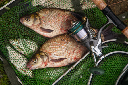 good catch. Just taken from the water big freshwater common bream known as bronze bream or carp bream (Abramis brama) and fishing rod with reel on green fishing net. Natural composition of fish, fishing rod with reel and keepnet with fishery catch in it.の写真素材